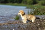 CORGI PEMBROKE 773